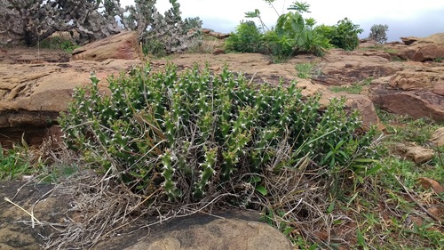 Euphorbia gokakensis