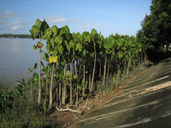 Montrichardia linifera