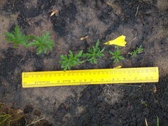 Distimake rhyncorhiza