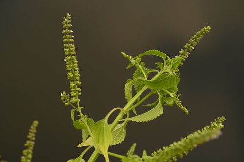 Basilicum (Basilicum polystachyon)