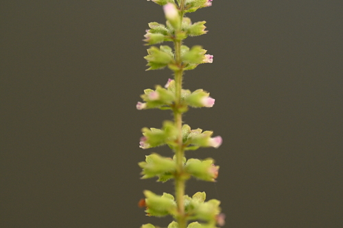 Basilicum polystachyon, photograph 2
