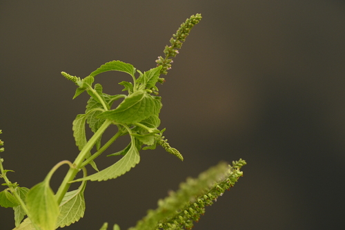 Basilicum polystachyon, photograph 1