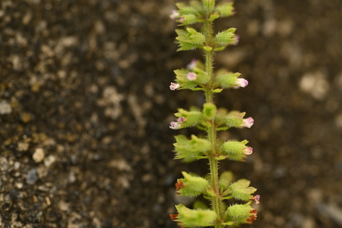 Basilicum polystachyon, photograph 3