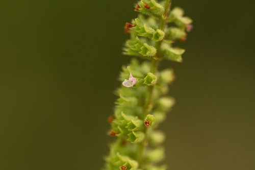 Basilicum polystachyon, photograph 4