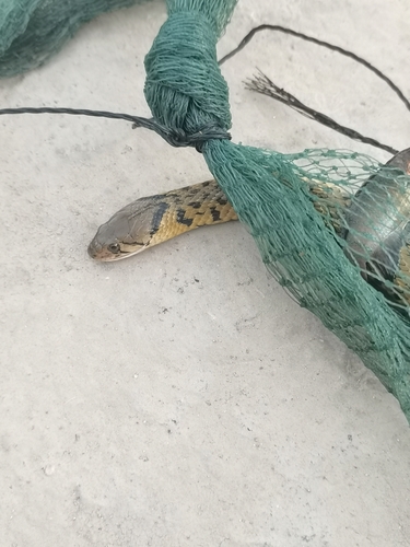 Yellow-spotted Keelback
