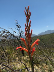 Tritoniopsis antholyza