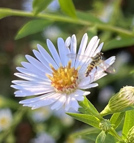Unknown species found near New Rd, Madison, CT, US