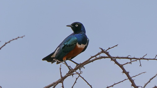 Superb Starling