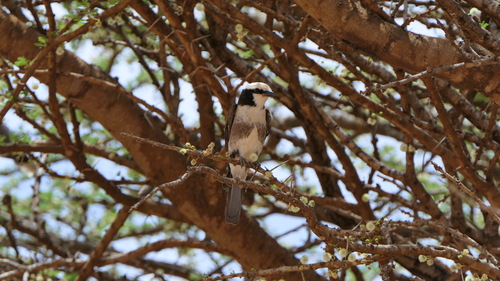 White-rumped Shrike