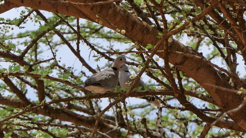 Cape Turtle Dove
