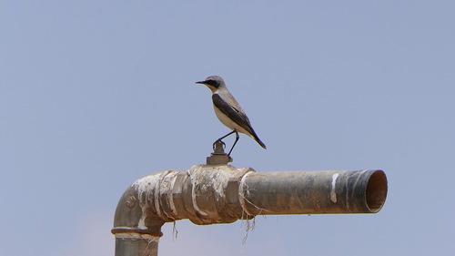 Northern Wheatear