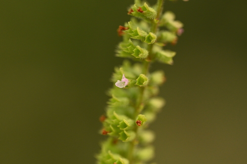 Basilicum polystachyon, photograph 5