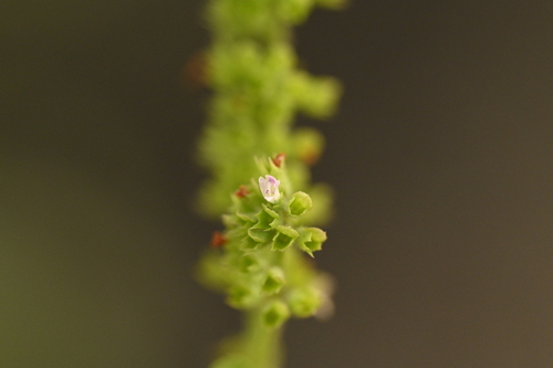 Basilicum polystachyon, photograph 6