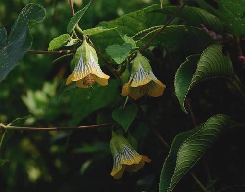 Abutilon ranadei, photograph 1