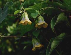 Abutilon ranadei