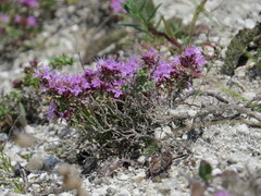 Thymus calcareus