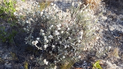 Achyranthemum argenteum