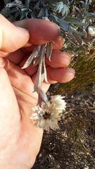 Achyranthemum argenteum
