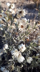 Achyranthemum argenteum