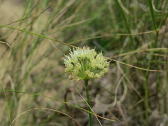 Allium flavescens