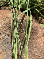 Thesium scirpioides