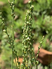 Thesium scirpioides