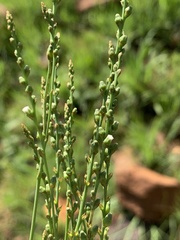 Thesium scirpioides
