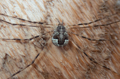 Leptobunus parvulus