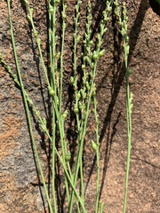 Thesium scirpioides