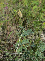 Astragalus albicaulis
