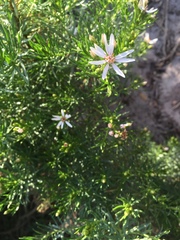 Olearia glutinosa