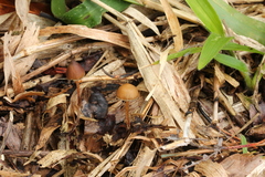 Psilocybe subtropicalis