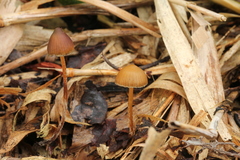 Psilocybe subtropicalis