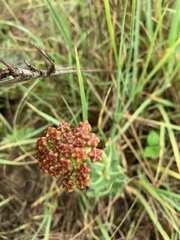 Asclepias fallax
