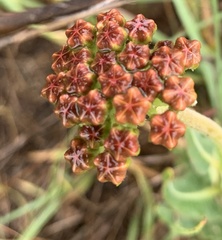 Asclepias fallax