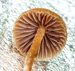 Psilocybe subtropicalis