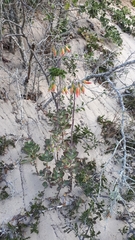 Cotyledon adscendens
