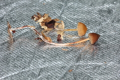 Psilocybe subtropicalis