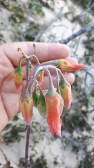 Cotyledon adscendens