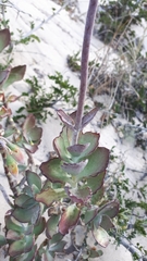Cotyledon adscendens