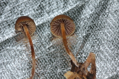 Psilocybe subtropicalis