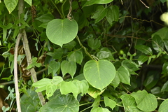 Argyreia formosana