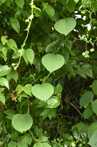 Argyreia formosana, photograph 1