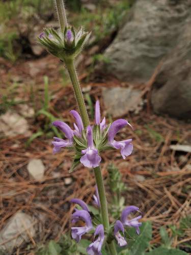 Himalayan Woolly Sage (Salvia cana)