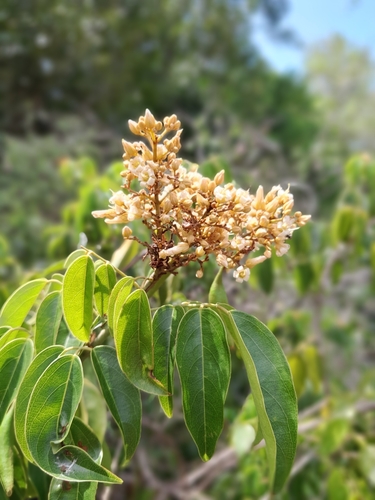 Connarus monocarpus observed 2025-10-05