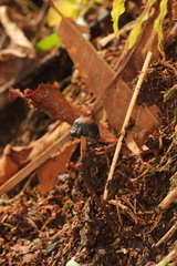 Psilocybe subtropicalis
