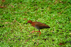 Rallina fasciata