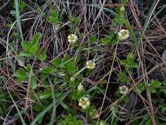 Himalrandia tetrasperma