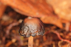 Psilocybe subtropicalis