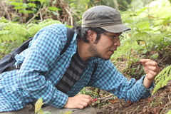 Psilocybe subtropicalis